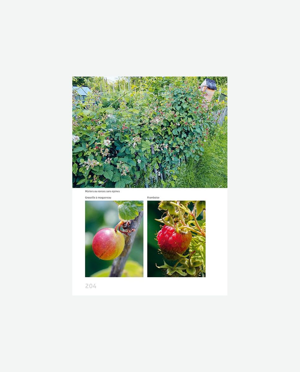 Oignon : un aromate et légume - Fiches pratiques du jardin