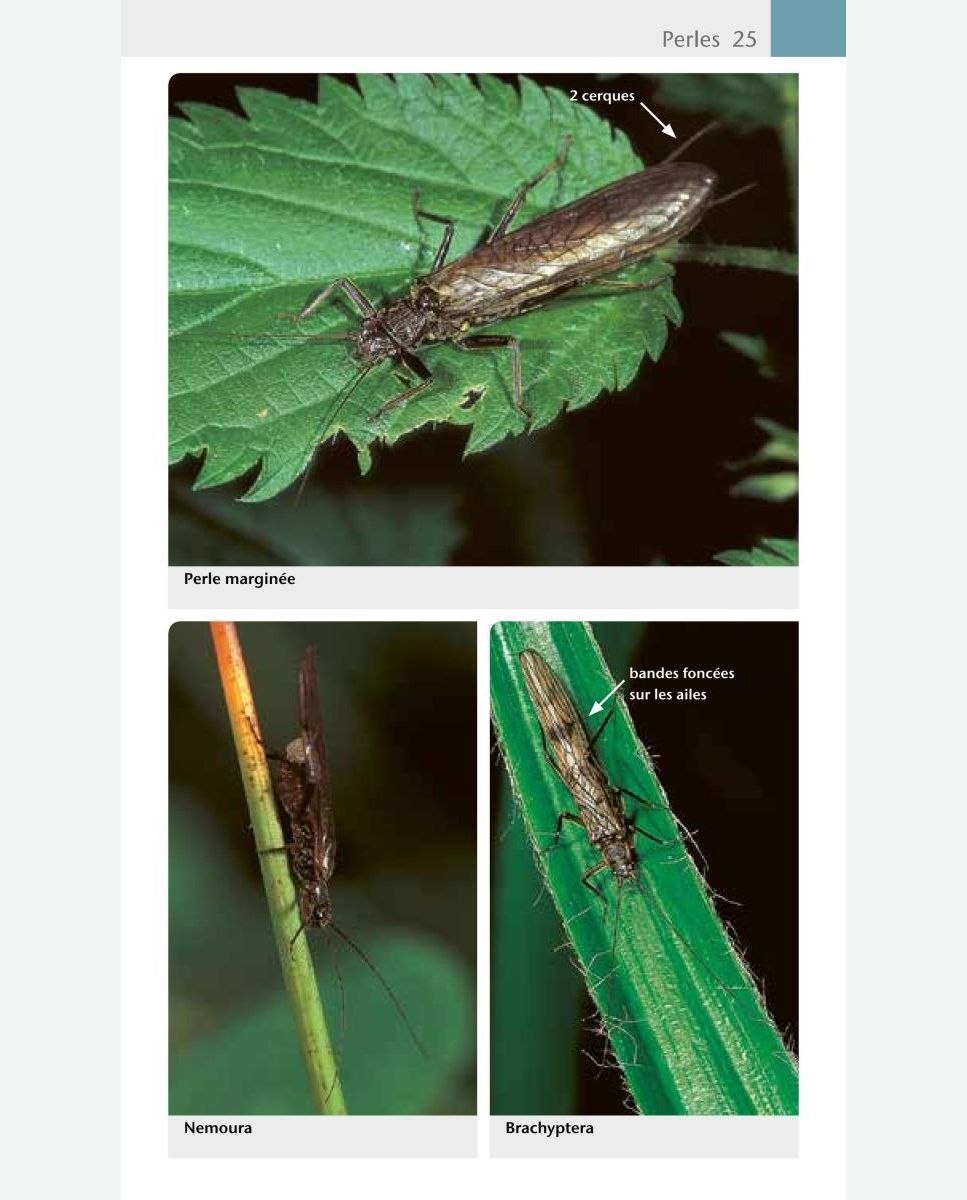Guide du naturaliste  12 espèces d'insectes communs