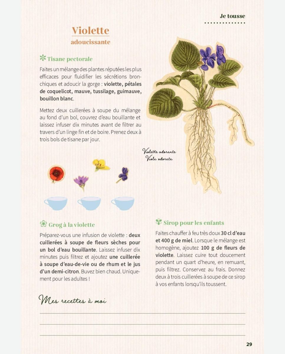 Tout savoir sur la tisane : conseils d'achat, infusions maison, bienfaits  des plantes