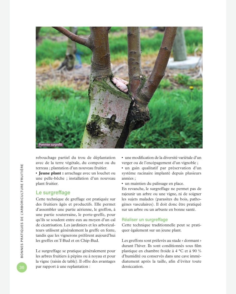 Verger : réussir la plantation d'un arbre fruitier