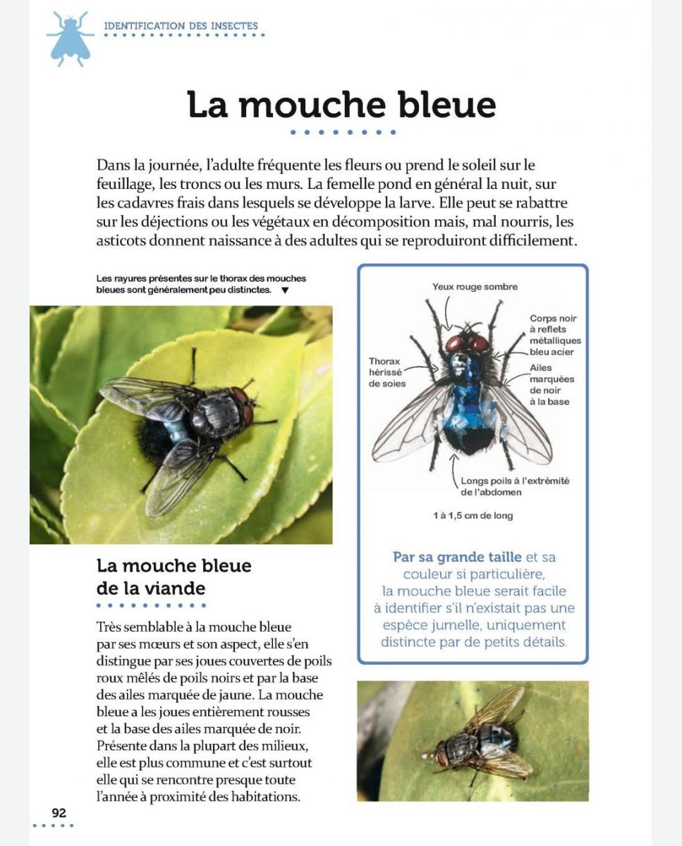 Pourquoi l'abeille est-elle couverte de poils ? - La Salamandre