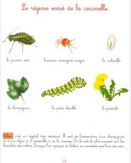 LIVRE La coccinelle Le jardin de Juliette et Jos phine C cile