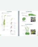 Petit guide illustré de botanique