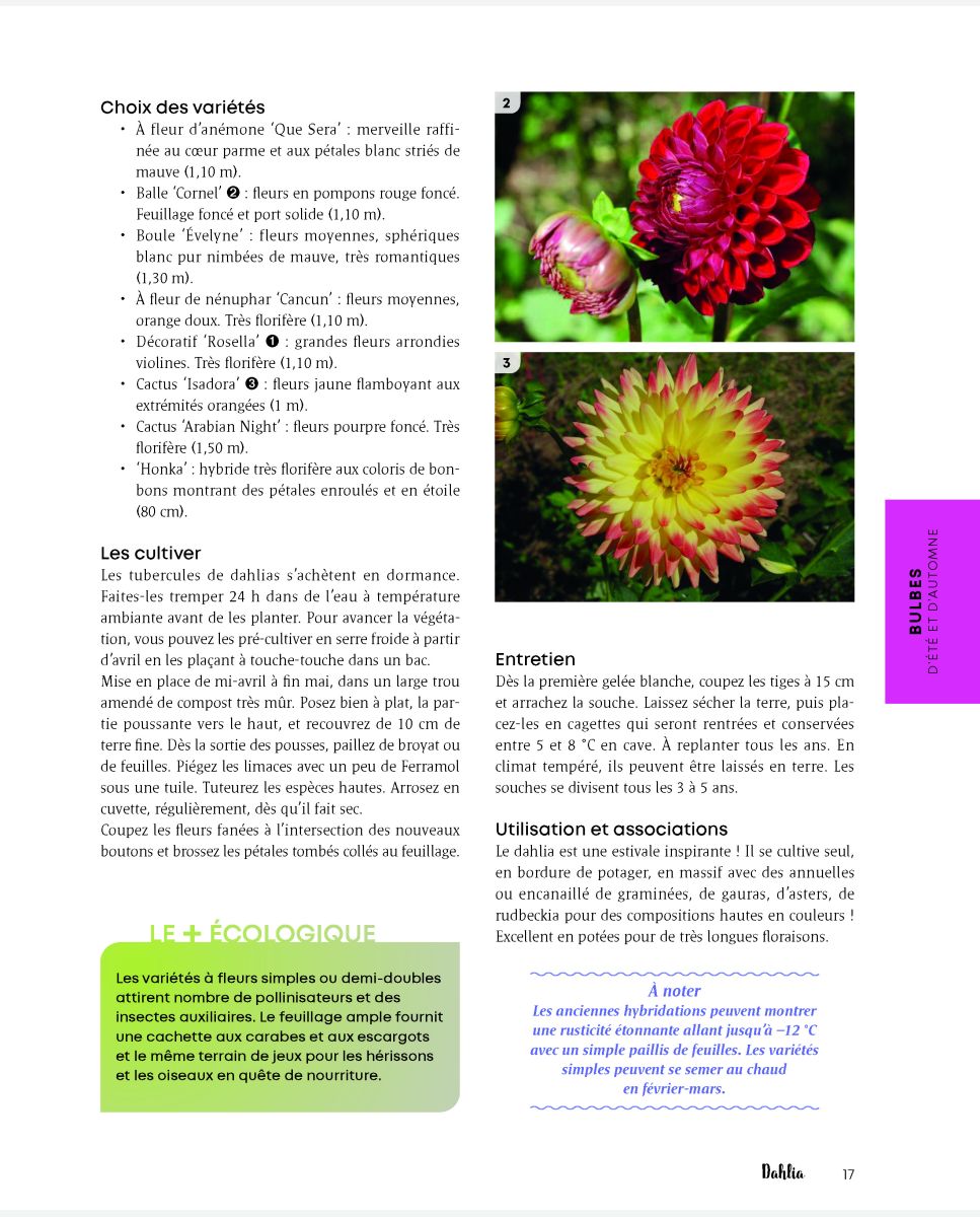 La camomille : une fleur aux multiples bienfaits - Terre Vivante