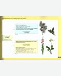 Exemple de page - Petite flore de France